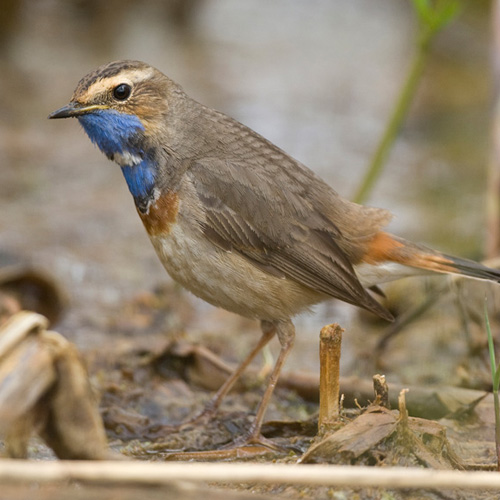 Blaukehlchen