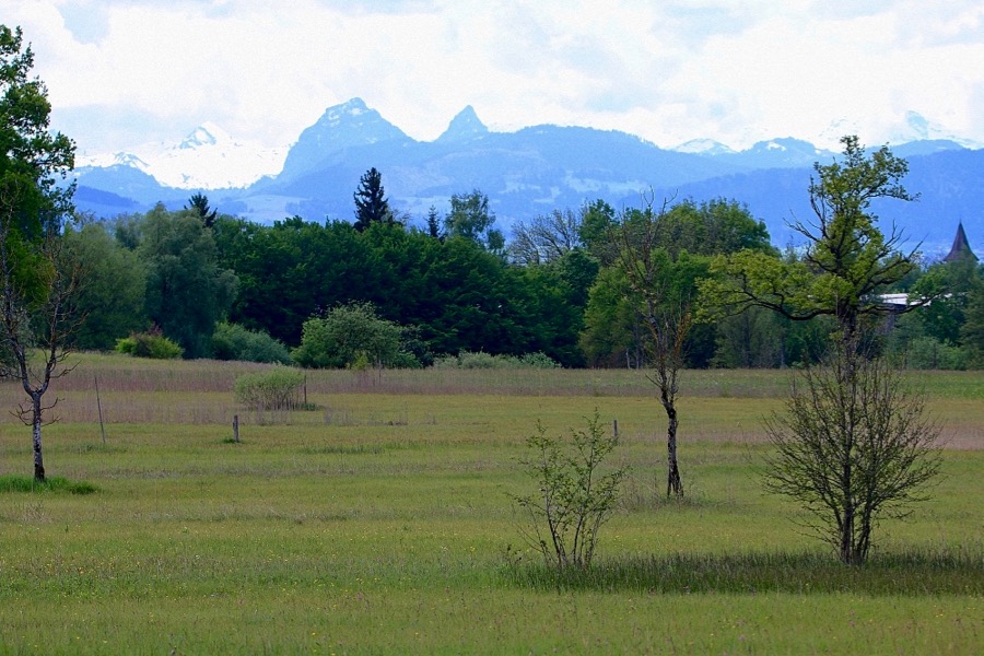 Pfäffikersee