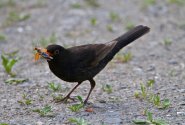 Amsel