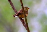 Ortolan