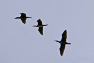 Kormoran
