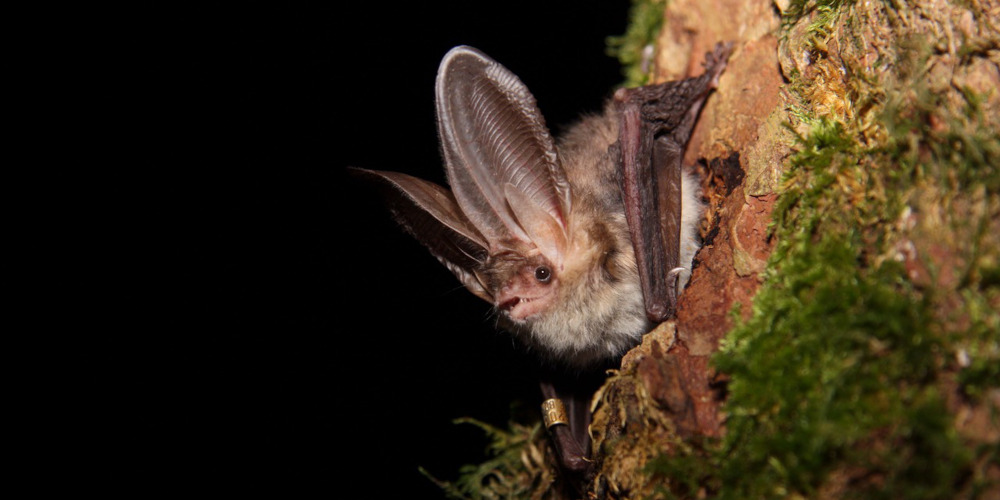 Ala-Kurs: Einführung in die Schweizer Fledermauswelt - Verschiebedatum