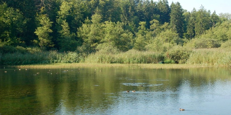 gerlafingerweiher_2.jpg