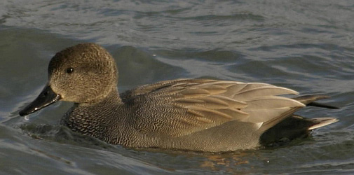 Vogelbeobachtungen im Tessin